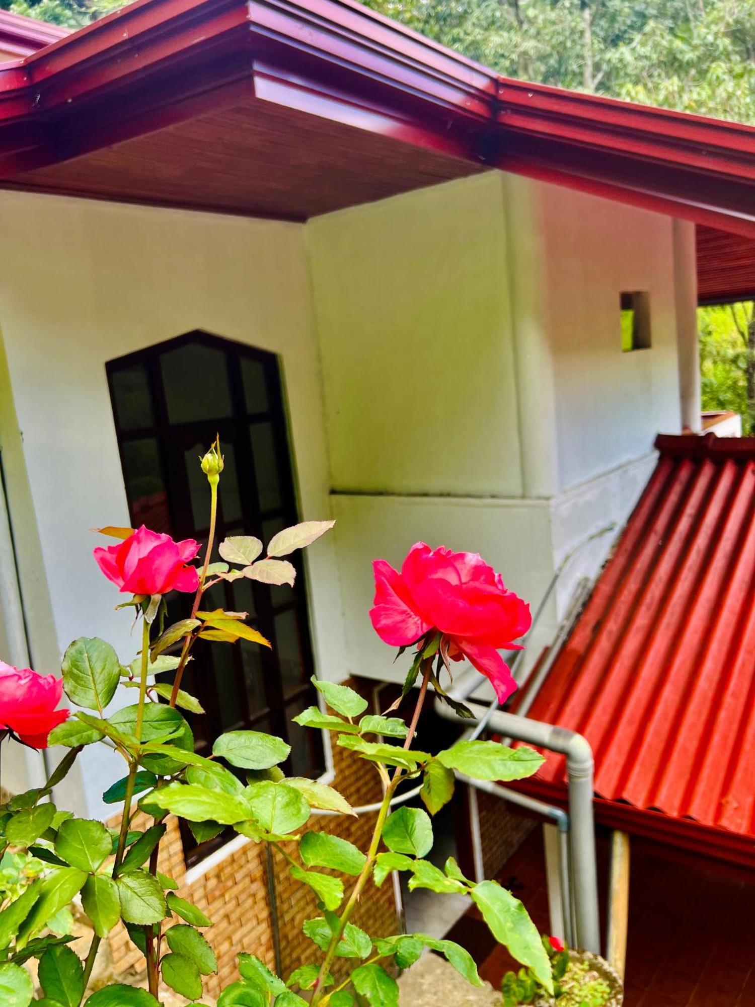 Pineview Lodge Елла Екстер'єр фото